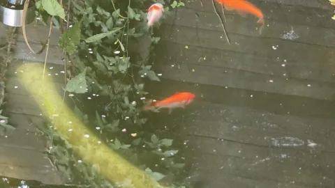 Pond Update