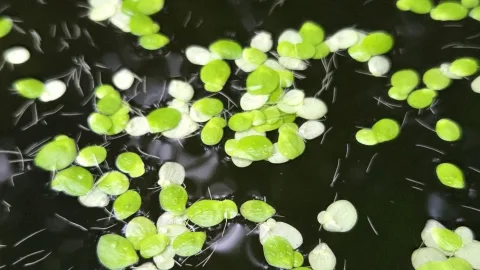 Giant Duckweed