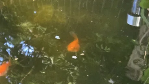 Pond Update