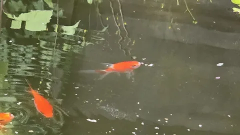Pond Update